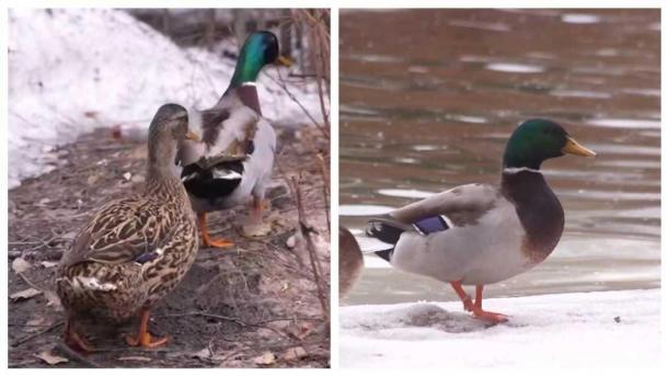 Первые утки начали возвращаться в Новосибирский зоопарк после зимовки