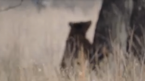 Инспектор столкнулся с медведем в заказнике «Заозёрный» в Омской области