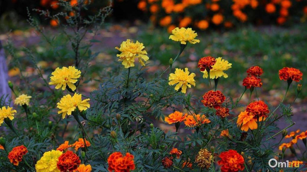 Газоны и цветники не считаются: в Омске могут изменить правила компенсации за снос зелёных насаждений