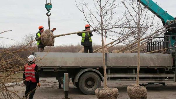 Краснолистные клёны с набережной Тухачевского в Омске увезут в питомник. Зачем?
