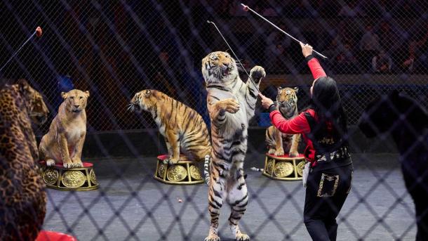 Увидеть магию изнутри: как артисты циркового шоу Гии Эрадзе «5 континентов» готовят грандиозные номера