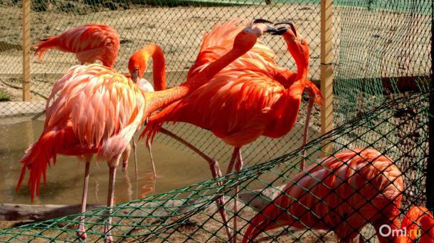 Новосибирский зоопарк изменил режим работы