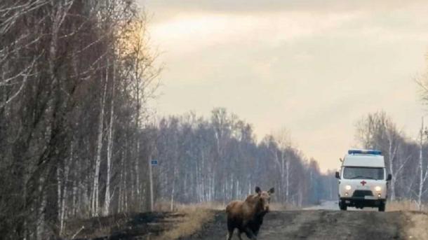 Омичам рассказали, как быть во время поездок по области при миграции лосей