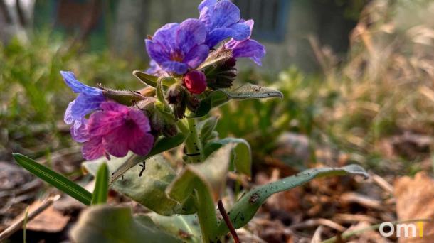 Втулки — мышам, семена — людям: как в Новосибирской области вторсырьё превращают в цветы