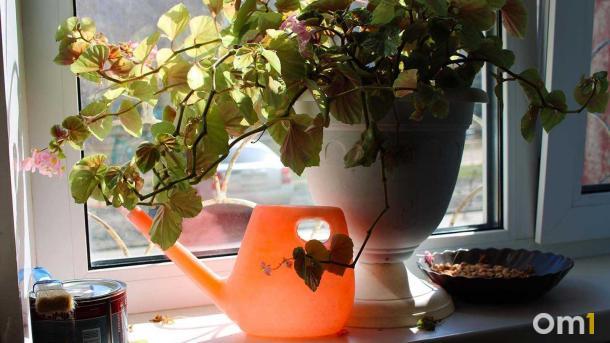 Майские праздники с собственной грядкой: что можно вырастить в Омске прямо сейчас