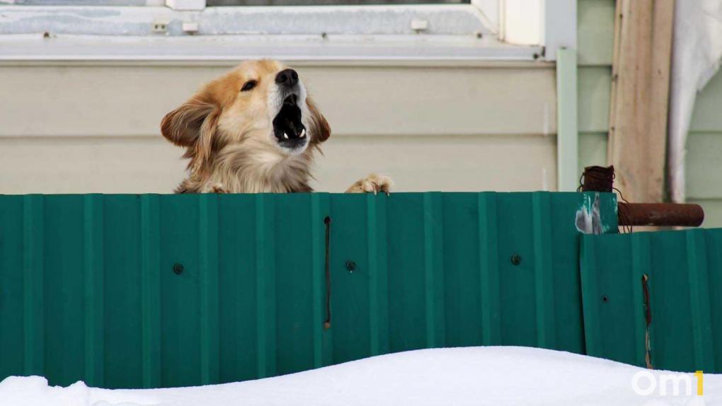Пьяный омич натравил собаку на женщину делом заинтересовалась полиция