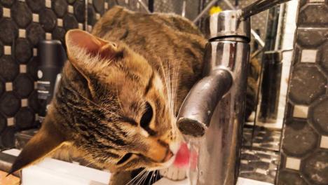 Роспотребнадзор проверил 456 проб воды в Новосибирской области во время паводка