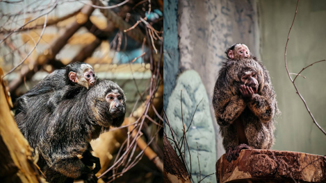 Маленькое чудо в Новосибирском зоопарке: у редких белолицых саки родился третий детёныш