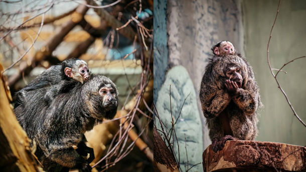 Маленькое чудо в Новосибирском зоопарке: у редких белолицых саки родился третий детёныш