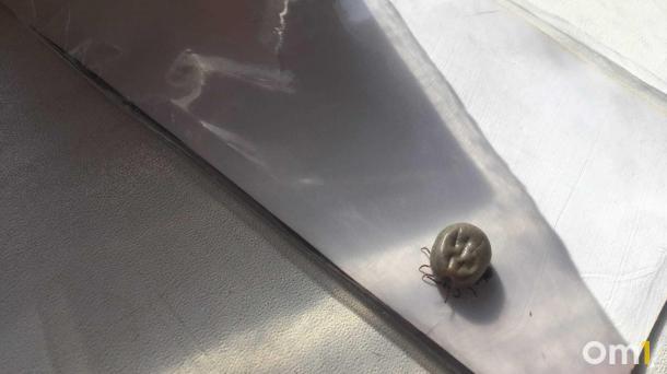 27 человек пострадали от укусов клещей с начала сезона в Новосибирской области