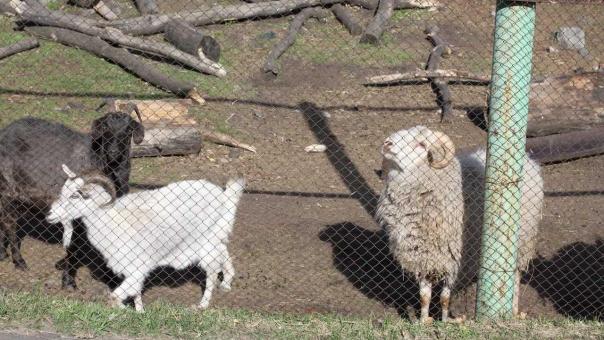 Власти Новосибирской области назвали сроки восстановления скота после карантина