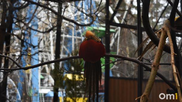 Юных художников и мастеров приглашают на конкурс «Краснокнижные животные Новосибирского зоопарка»