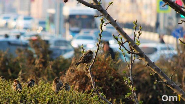 Лето близко: Омскую область накроет теплом из Казахстана с температурой до +24