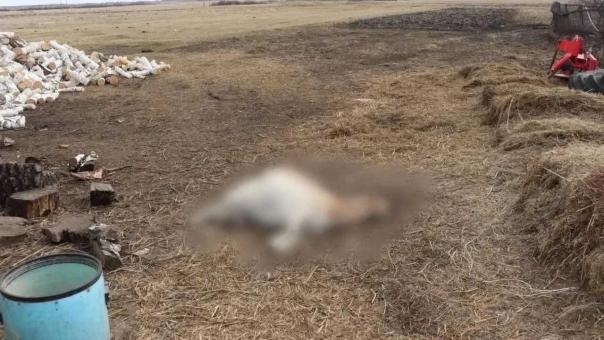 В Саргатском районе мужчина из-за ссоры с женой застрелил коз