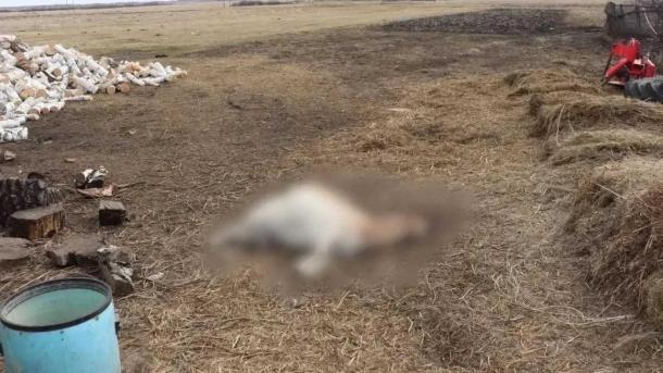 В Саргатском районе мужчина из-за ссоры с женой застрелил коз