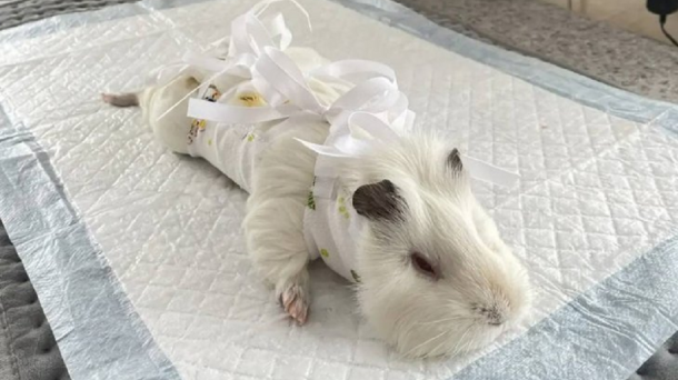 В Усть-Куте ветеринары спасли морскую свинку с опухолью