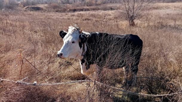 Новосибирские фермы ринулись продавать свои земли и хозяйства