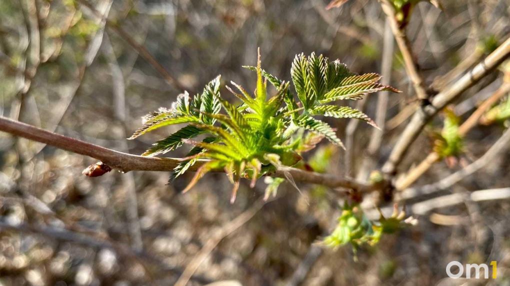 В Омской области потеплеет до 24, но не везде
