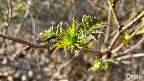 В Омской области потеплеет до +24, но не везде