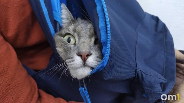 Соня вместо Муси: Новосибирск оказался единственным городом-бунтарём в рейтинге потерянных кошек