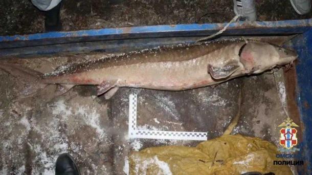 В Омской области задержали браконьеров с краснокнижной рыбой