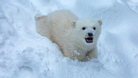Новосибирцы спорят, как назвать белого медвежонка