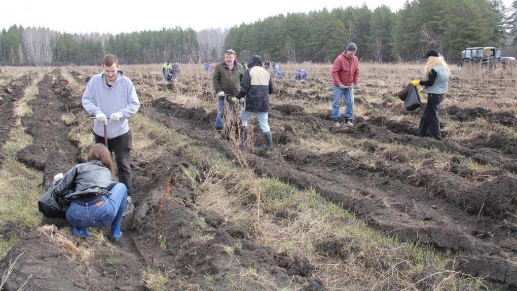 В Омской области высадили 3600 сосен в память о героях Великой Отечественной войны