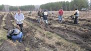 В Омской области высадили 3600 сосен в память о героях Великой Отечественной войны