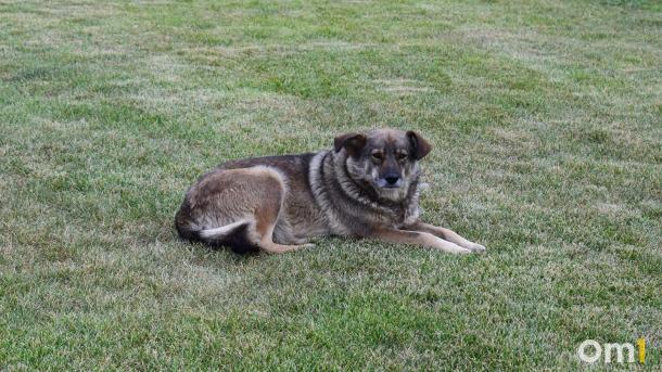 Омские власти установили критерии для тотального отлова бездомных собак