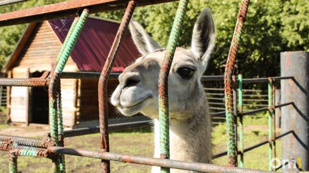 Стало известно, когда в Большереченском зоопарке откроют сезон