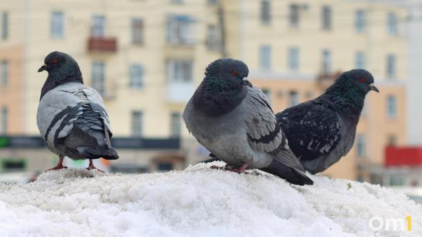 Штраф за голубя: новосибирских водителей предупредили, что за наезд на птицу могут лишить прав