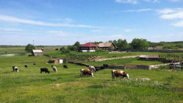 «Рано говорить о покупке скота»: новосибирские аграрии не спешат восстанавливать поголовье после пастереллёза
