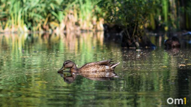 Квадрокоптеры и тепловизоры: как инспекторы Новосибирской области следят за весенней охотой на уток