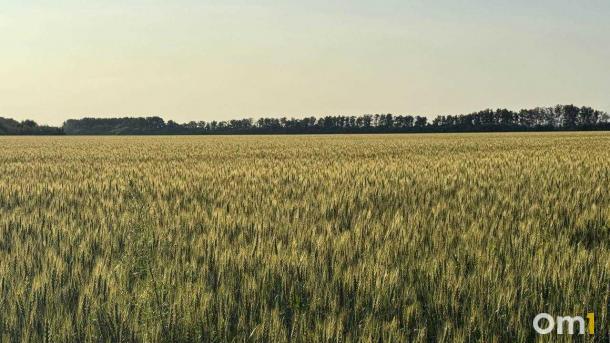 Омская область стала первой в России по отгрузке зерна