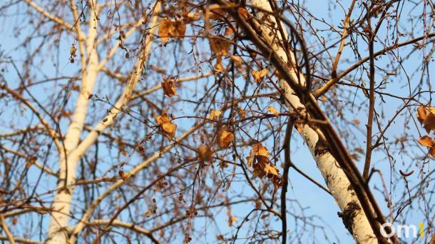 Омичи начали собирать берёзовый сок: где и как это сделать