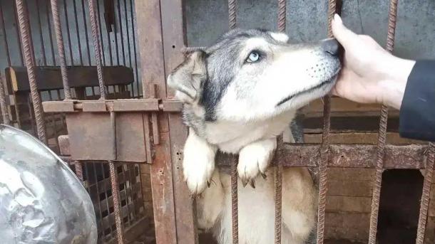 В омском трамвайном депо появятся два хвостатых сотрудника