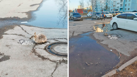 Милота или опасность? Маленький лисёнок вышел к людям в Чистой Слободе в Новосибирске