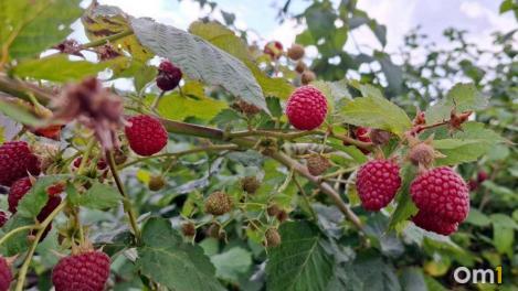 Идеально для майских: в Омске продают двухэтажную дачу по цене иномарки