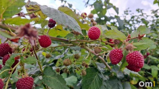 Идеально для майских: в Омске продают двухэтажную дачу по цене иномарки