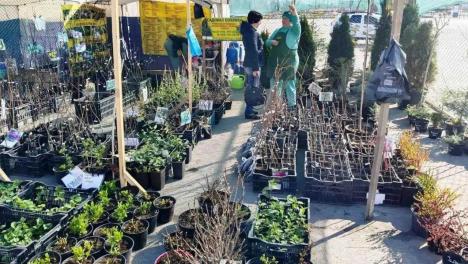 В Омске откроют ярмарку с дешёвыми саженцами: где купить?