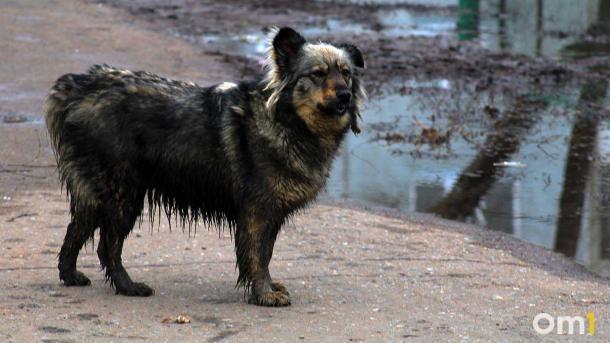 Бастрыкин требует расследовать смерть омички, на которую натравили собаку