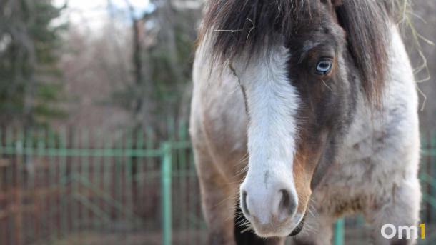 По Омску бродит убежавший конь