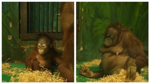 В Новосибирском зоопарке детёнышу Бату и Мишель исполнилось почти 9 месяцев