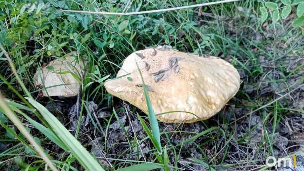 Омичей могут крупно оштрафовать за сбор грибов