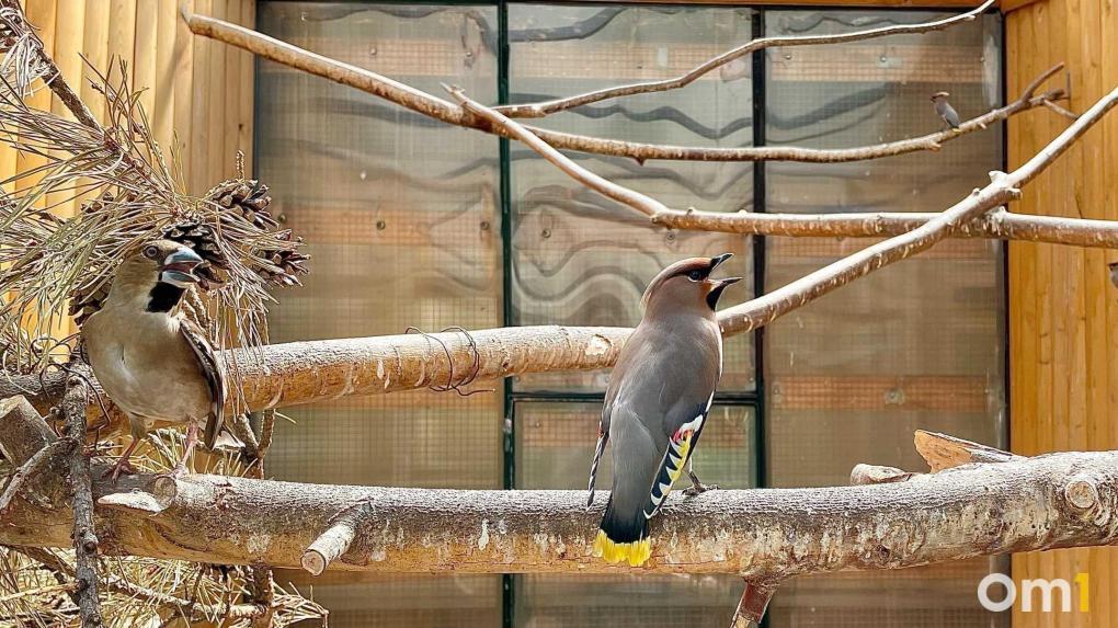 Омский зоопарк повышает цены на билеты: сколько будет стоить вход