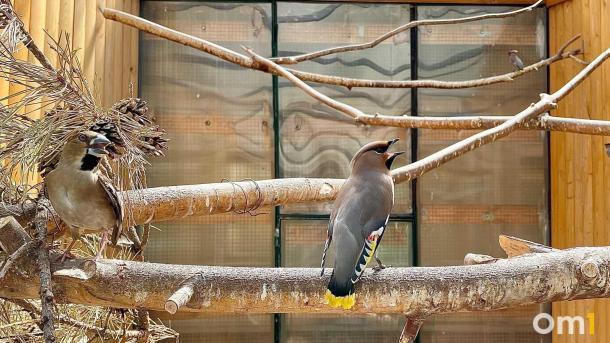 Омский зоопарк повышает цены на билеты: сколько будет стоить вход?