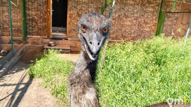 Страусиная ферма под Омском откроет летний сезон с новыми животными