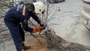 В Новосибирске опубликовали последствия стихийного бедствия — дерево диаметром 40 см рухнуло на машину