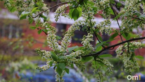 К майским праздникам в Омске похолодает до −2 и снова начнутся дожди