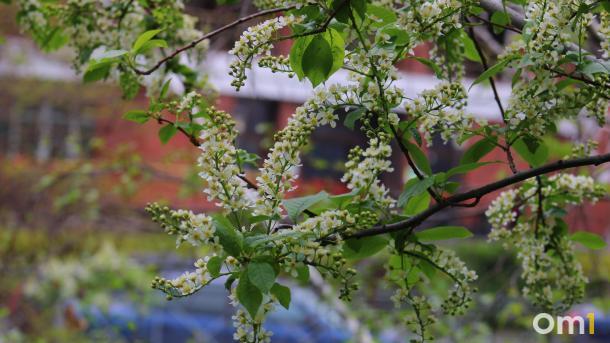 К майским праздникам в Омске похолодает до −2 и снова начнутся дожди
